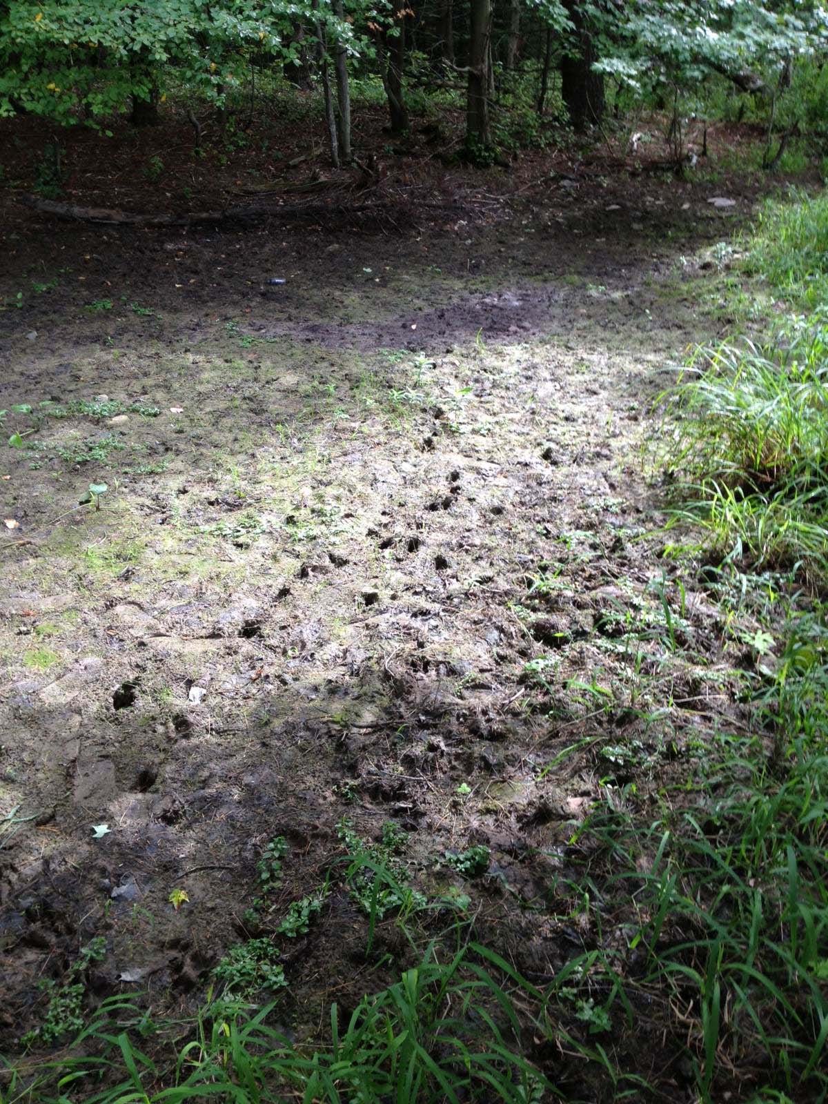 whitetail tracks on water edge